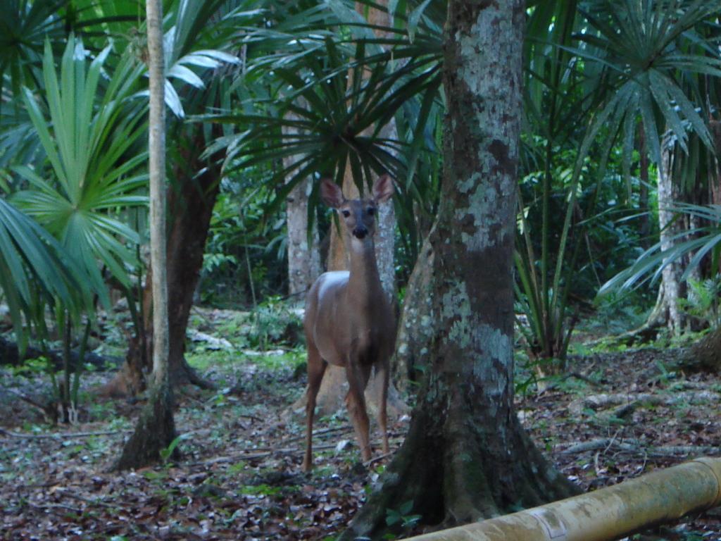 Hotel Jaguar Inn Tikal Buitenkant foto
